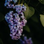 Lilas
