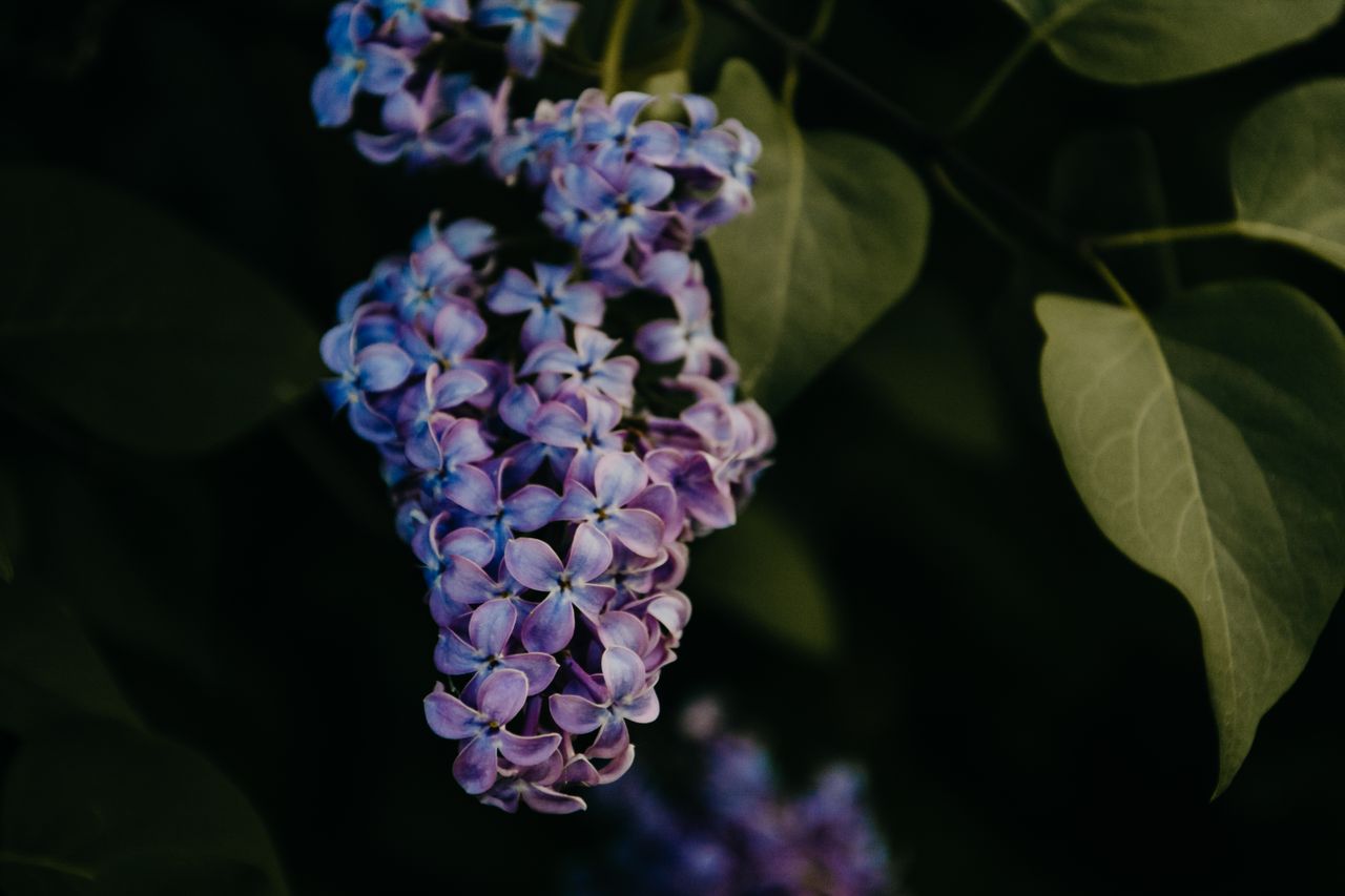 Lilas