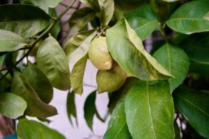 Maladies du citronnier