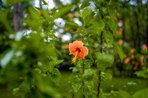Bouture d’hibiscus
