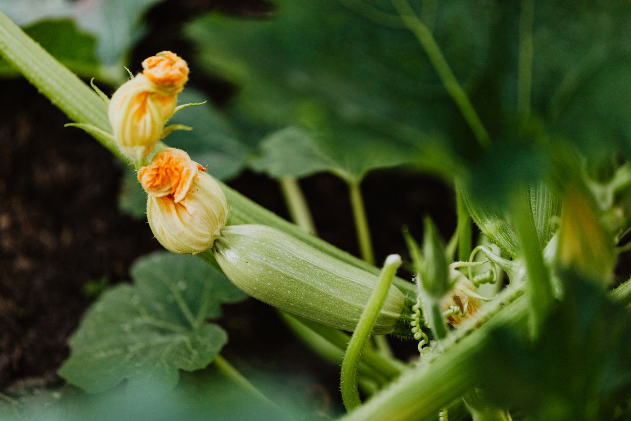 Maladies des courgettes