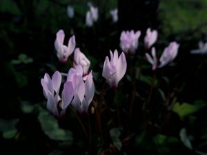 Durée de vie d’un cyclamen