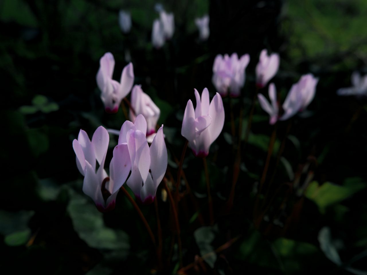 Durée de vie d’un cyclamen