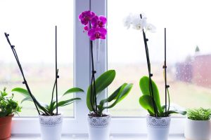 Orchidée aux feuilles molles