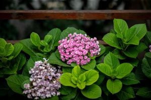 Distance de plantation d’un hortensia par rapport à un mur