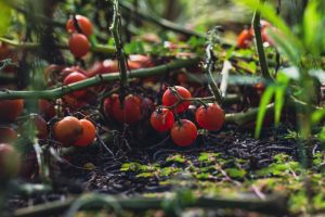 Engrais naturel pour tomates