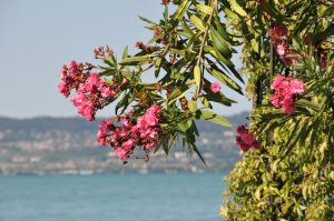 Laurier-rose près d’une piscine