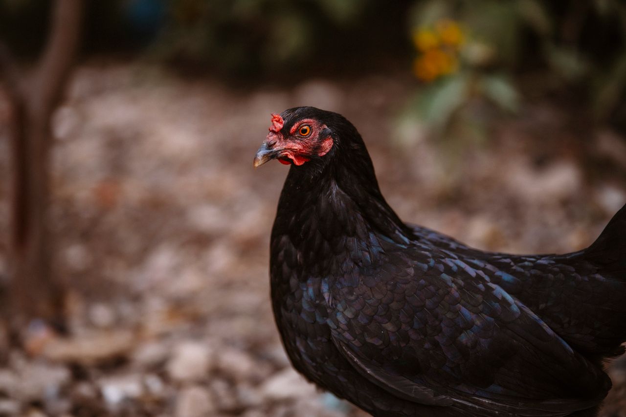 Poulette noire
