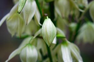 Yucca