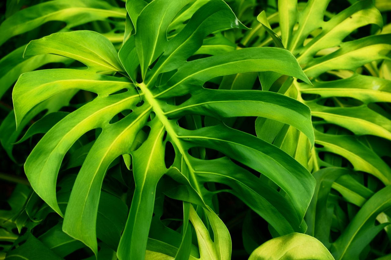 Feuilles du Monstera jaunissent