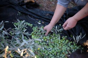 Récolter les olives