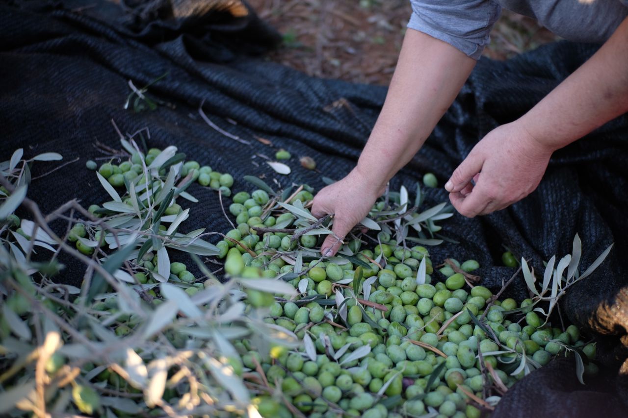 Récolter les olives