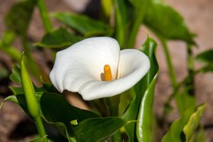 Arum aux feuilles jaunes