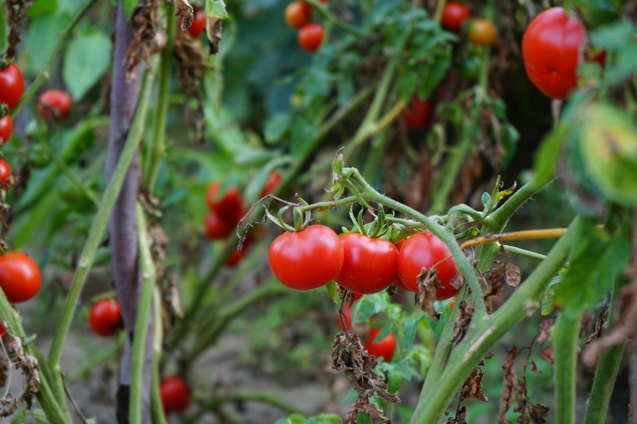 Punaises sur les tomates