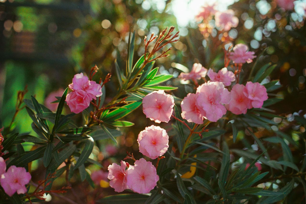 Bouturer un laurier-rose