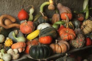 Tableau des variétés de courges