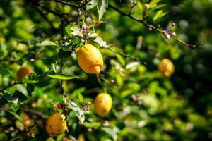 Citronnier sans feuilles