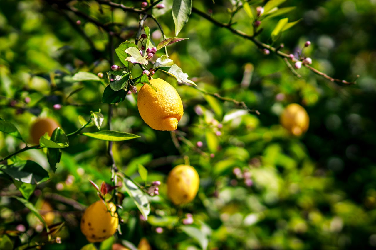 Citronnier sans feuilles