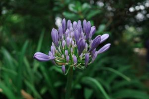 Agapanthe
