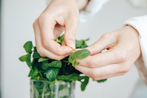 Bouture de menthe