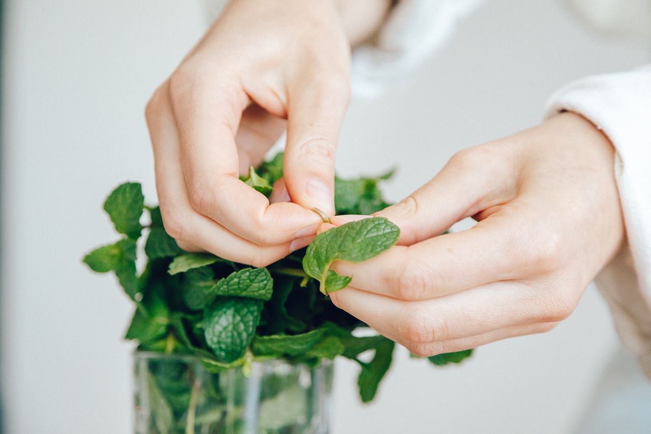 Bouture de menthe