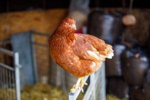 Mangeoire automatique Run Chicken