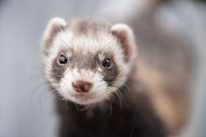 Fouine ou furet