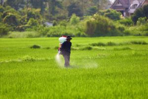 Dosage du glyphosate pour 5 L d’eau