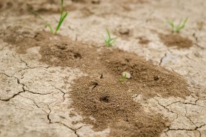 Trous dans le jardin sans monticule