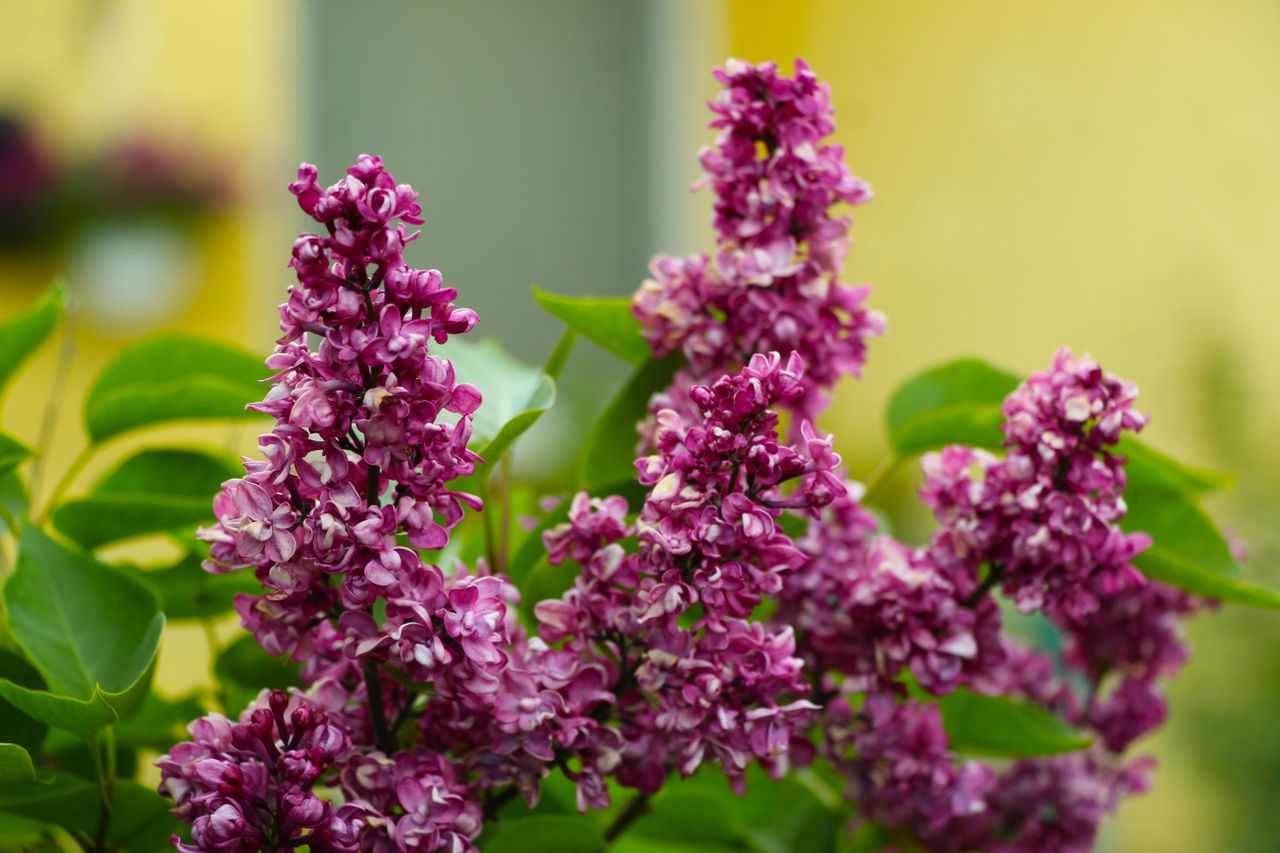 Lilas japonais