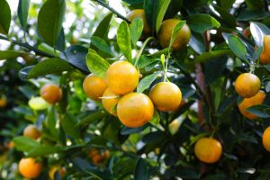 Engrais pour agrumes