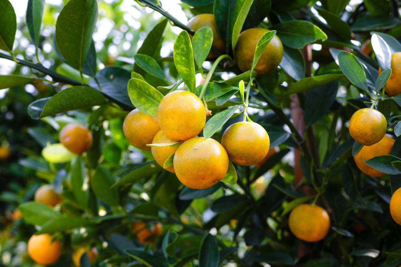 Engrais pour agrumes