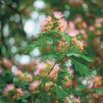 Albizia