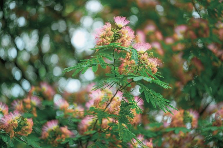 Albizia