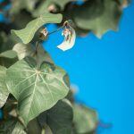 Paulownia