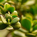 Arbre de jade
